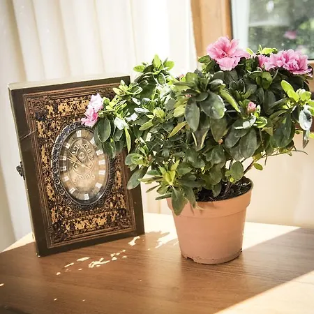 Saint Nedelya Kolarovo